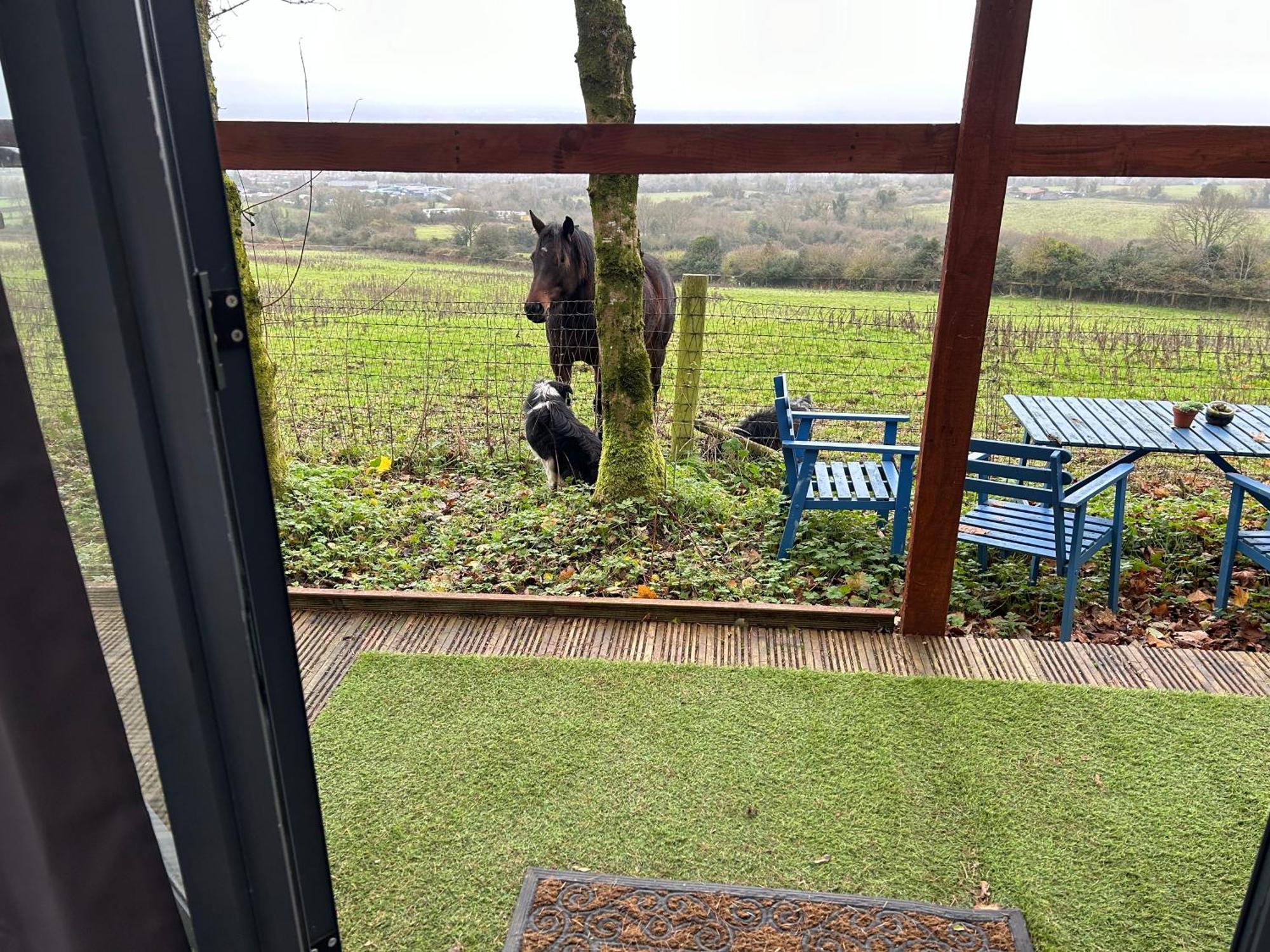 Sky Gazer Cabin In The Woods Dublin Exterior photo